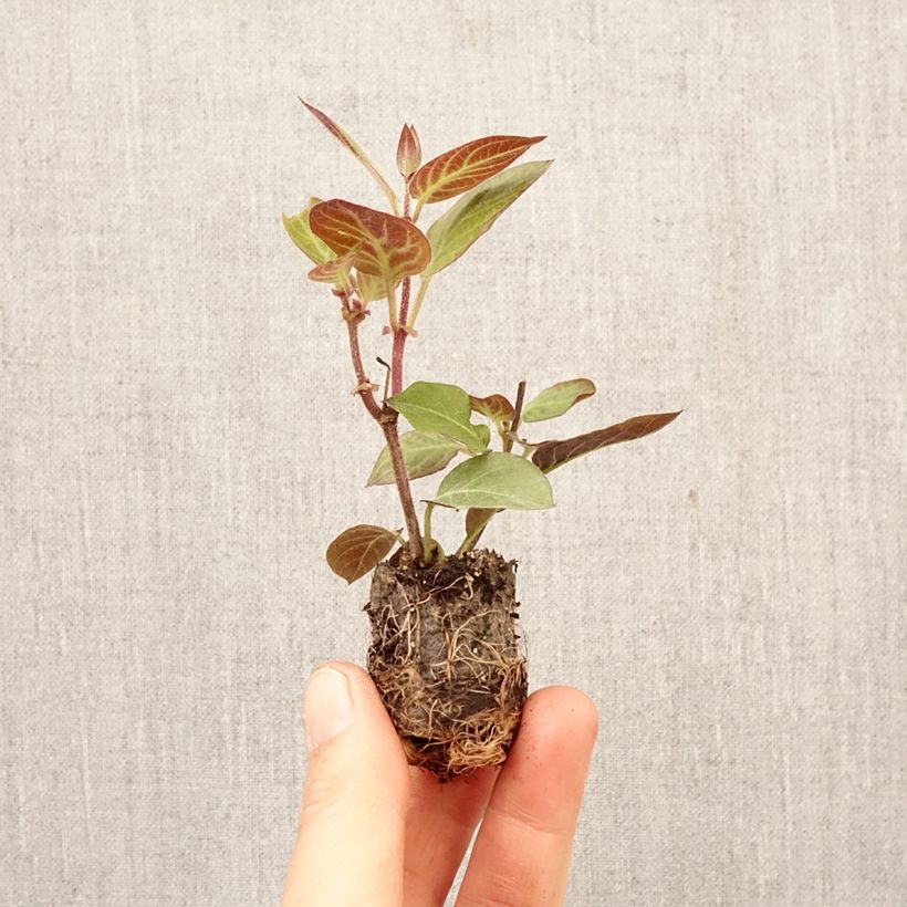 Spécimen de Paederia lanuginosa - Plante fromage Mini-motte Ø 3/4 cm tel que livré au printemps