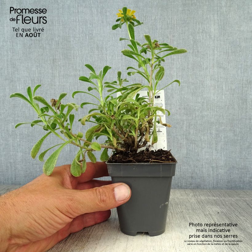 Spécimen de Pallenis maritima Aurelia Gold - Astérolide maritime Godet de 8/9 cm tel que livré en été