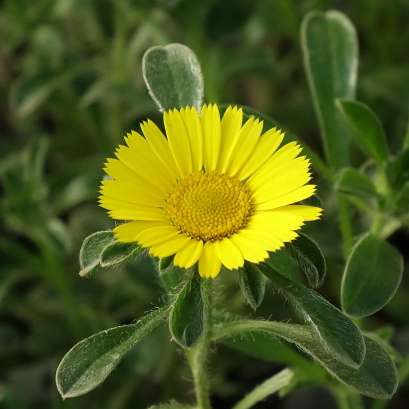 Pallenis maritima Aurelia Gold - Astérolide maritime (Floraison)
