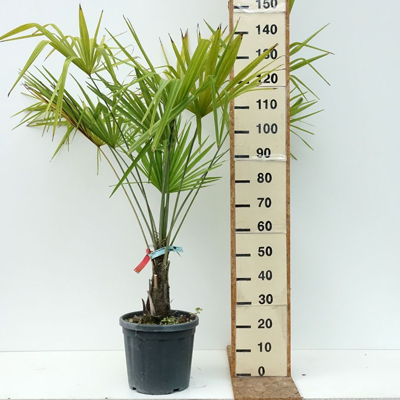 Spécimen de Palmier de Chine - Trachycarpus fortunei  Pot de 18L/20L, Stipe de 40 cm tel que livré en été