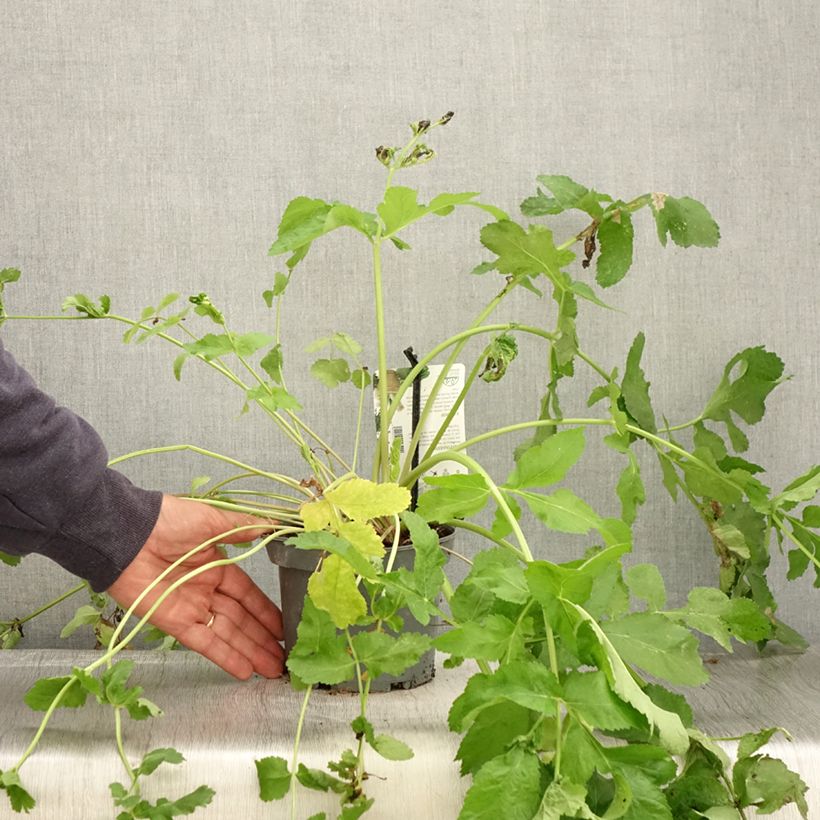 Spécimen de Panais cultivé ou sauvage - Pastinaca sativa subsp. sativa Pot de 1,5L/2L tel que livré en automne