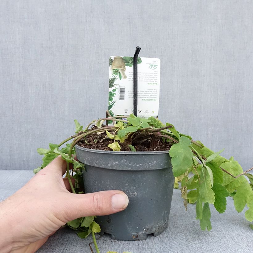 Spécimen de Panais cultivé ou sauvage - Pastinaca sativa subsp. sativa Pot de 1,5L/2L tel que livré en hiver