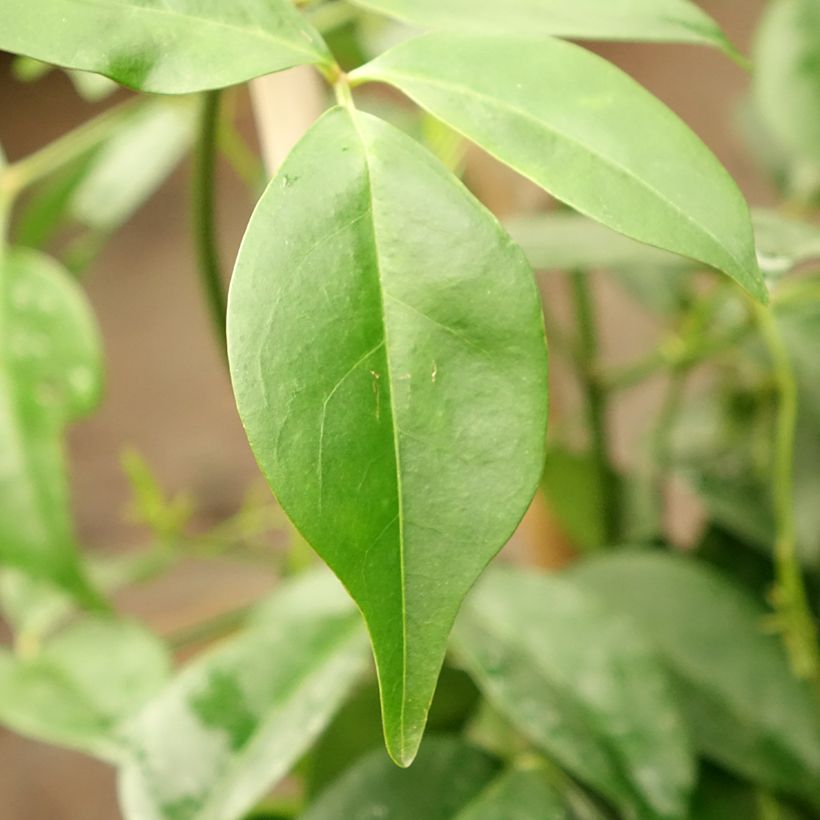 Pandorea jasminoïdes Rosea - Bignone faux jasmin (Feuillage)