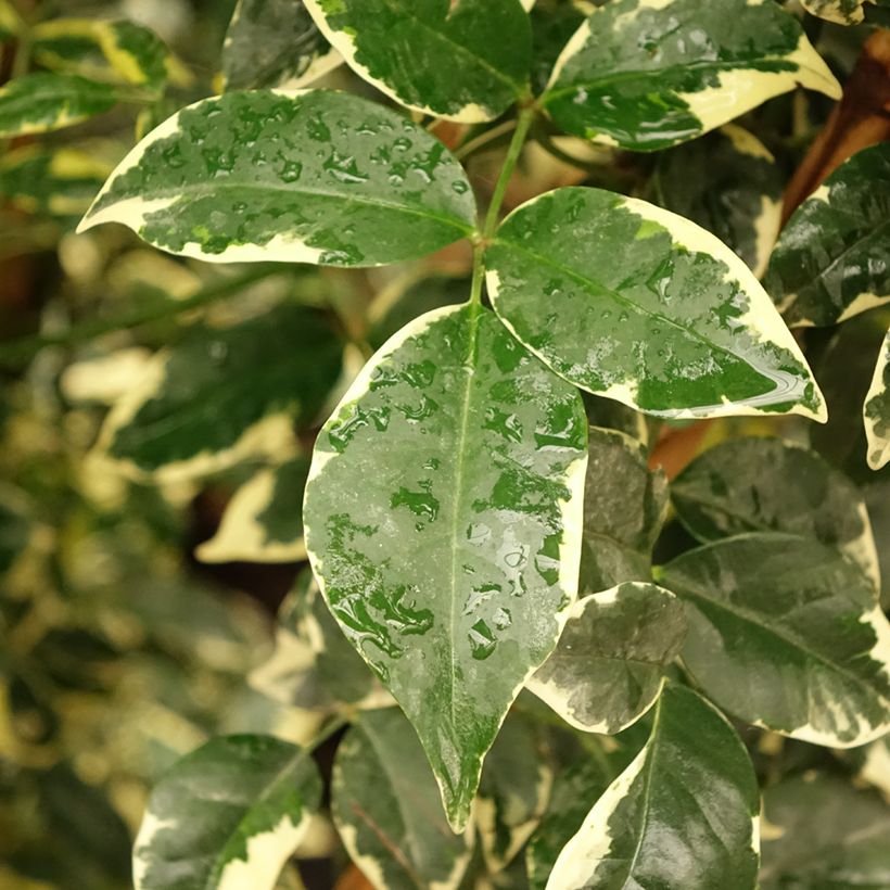 Pandorea jasminoides Variegata - Bignone faux jasmin  (Feuillage)