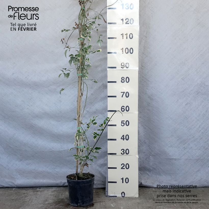 Spécimen de Pandorea jasminoides Variegata - Bignone faux jasmin  Pot de 3L/4L tel que livré en hiver