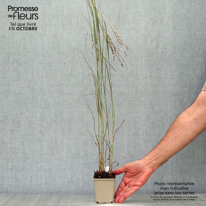 Spécimen de Panic érigé - Panicum virgatum Blue Darkness Godet de 8/9 cm tel que livré en automne