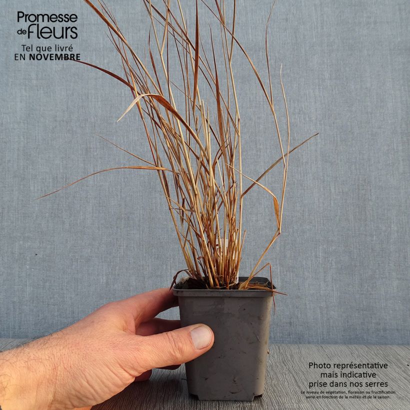 Spécimen de Panic érigé - Panicum virgatum Cheyenne Sky  Godet de 8/9 cm tel que livré en automne