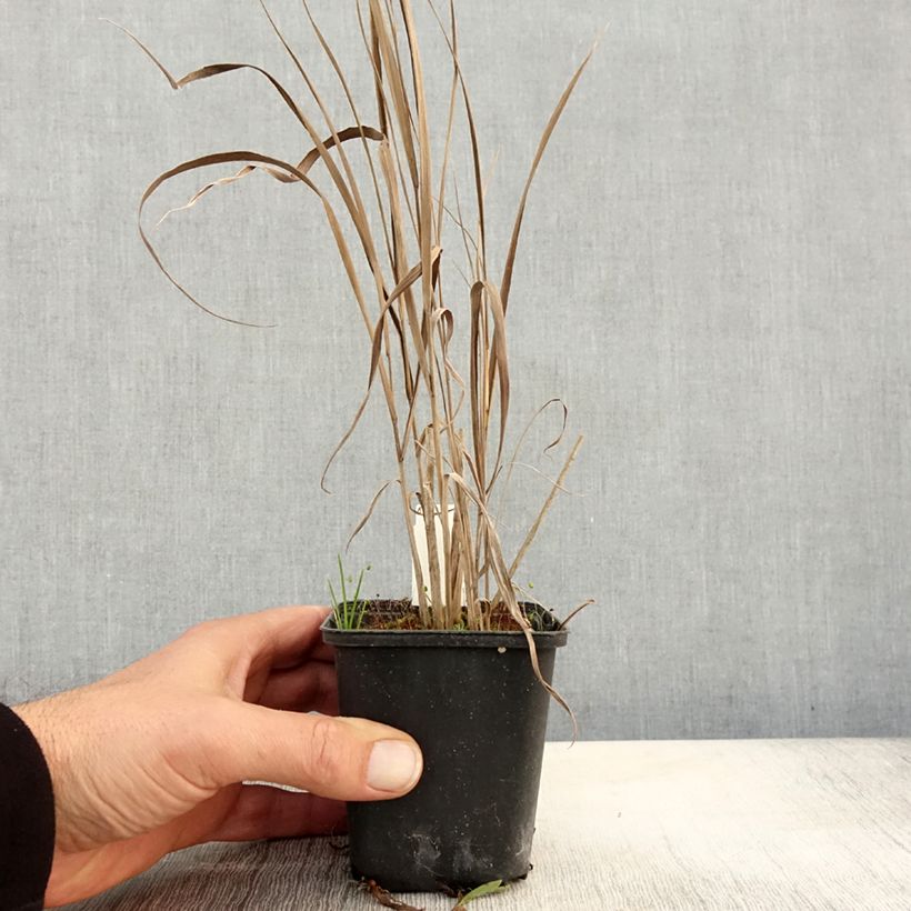 Spécimen de Panic érigé - Panicum virgatum Cloud Nine Godet de 8/9 cm tel que livré en automne