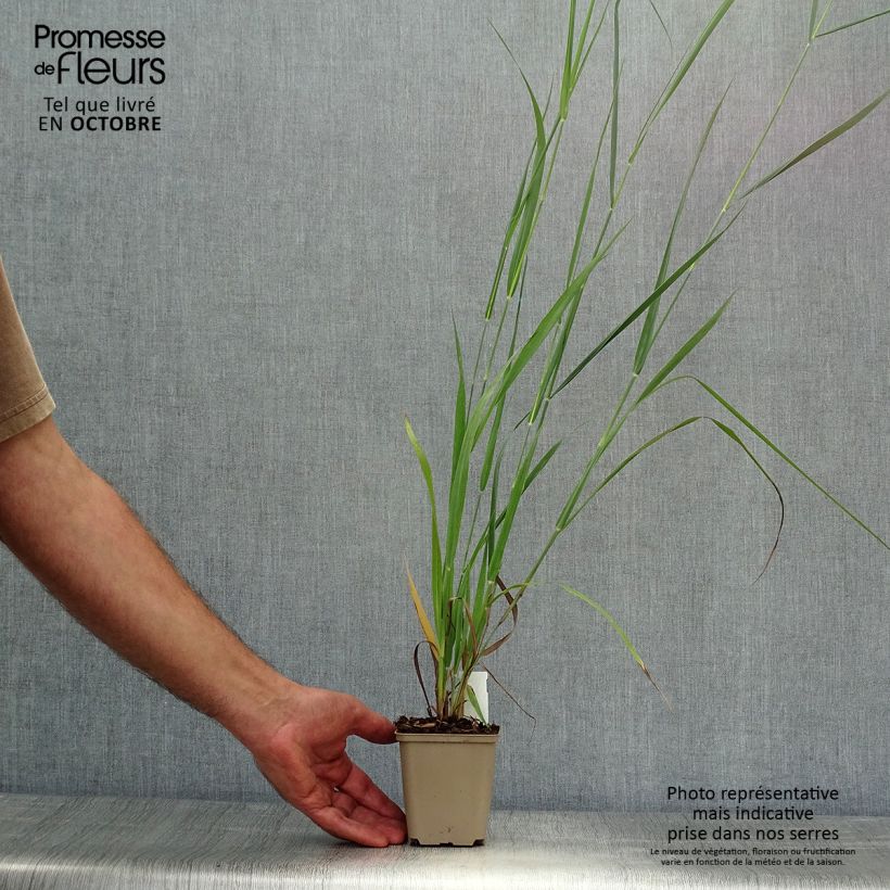 Spécimen de Panic érigé - Panicum virgatum Dallas Blues  Godet de 8/9 cm tel que livré en automne