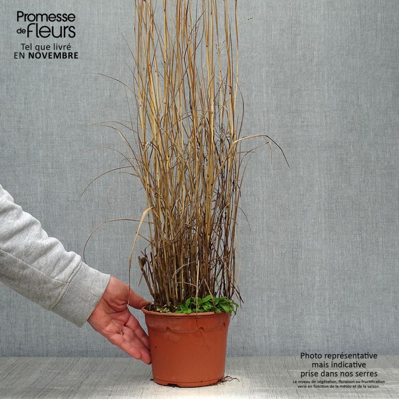Spécimen de Panic érigé - Panicum virgatum Heavy Métal Pot de 2L/3L tel que livré en automne