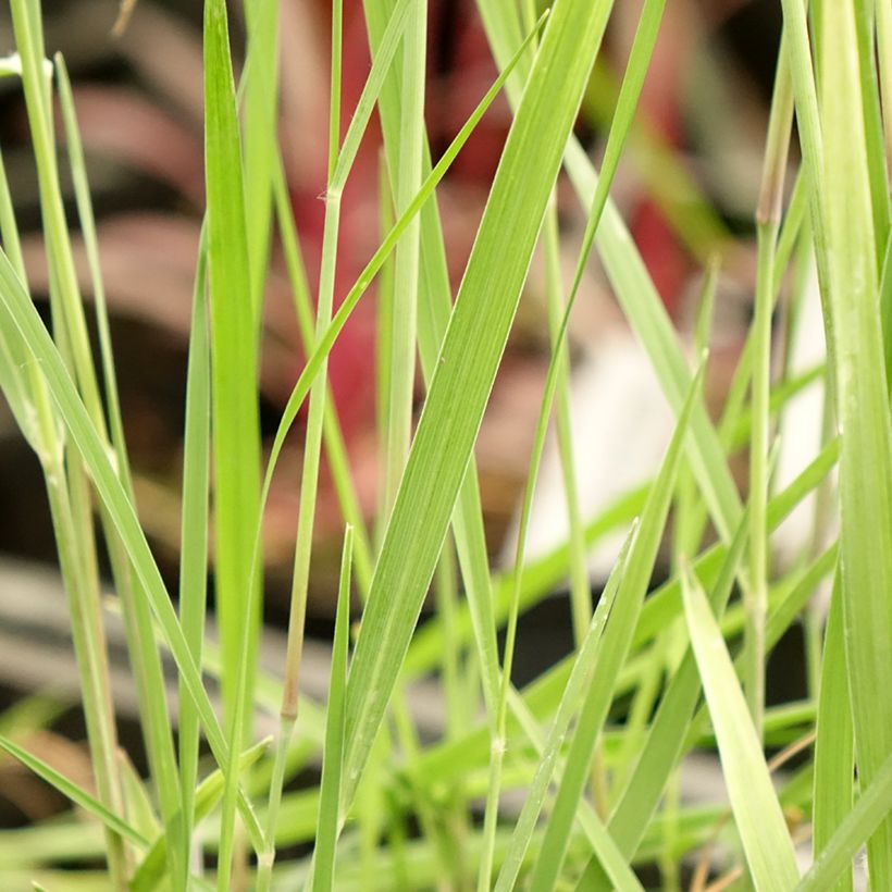 Panic érigé - Panicum virgatum Heiliger Hain (Feuillage)