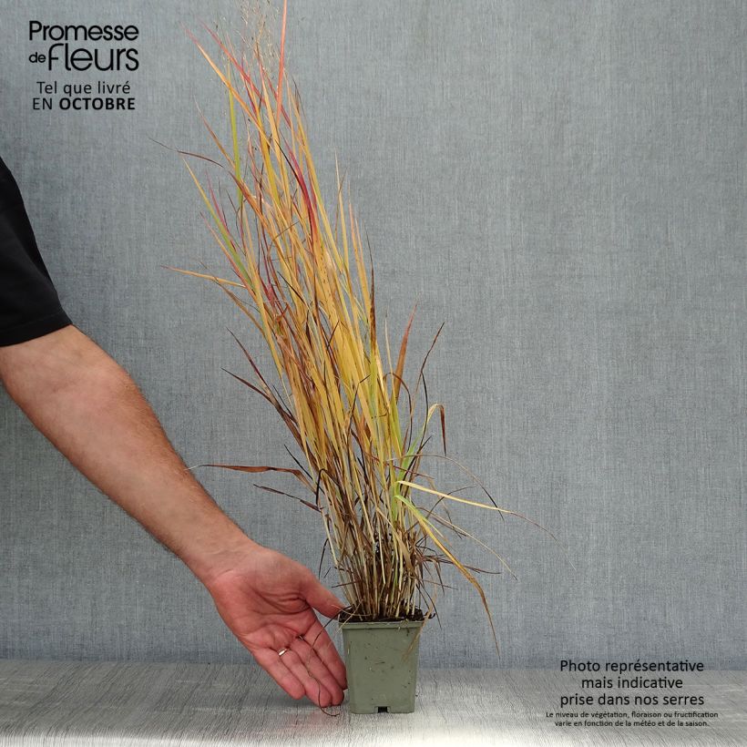 Spécimen de Panic érigé - Panicum virgatum Hot Rod Godet de 8/9 cm tel que livré en automne