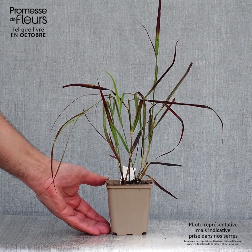 Spécimen de Panic érigé - Panicum virgatum Kulsenmoor  Godet de 8/9 cm tel que livré en automne