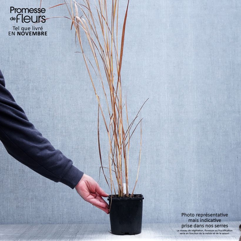 Spécimen de Panic érigé - Panicum virgatum Northwind  Pot de 2L/3L tel que livré en automne