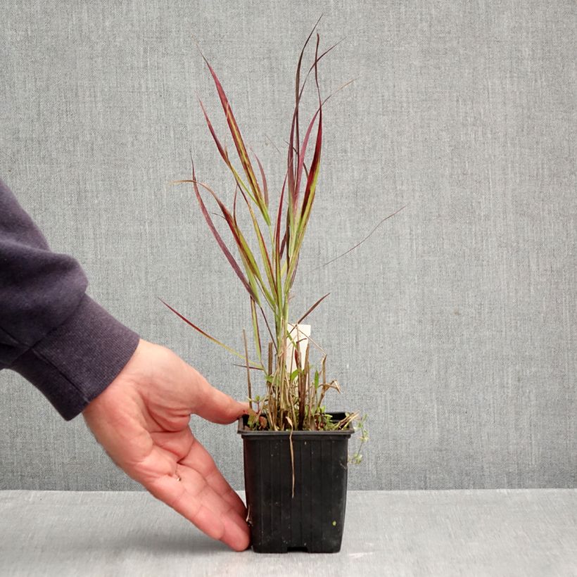 Spécimen de Panic érigé - Panicum virgatum Oxblood Autumn Godet de 8/9 cm tel que livré en automne