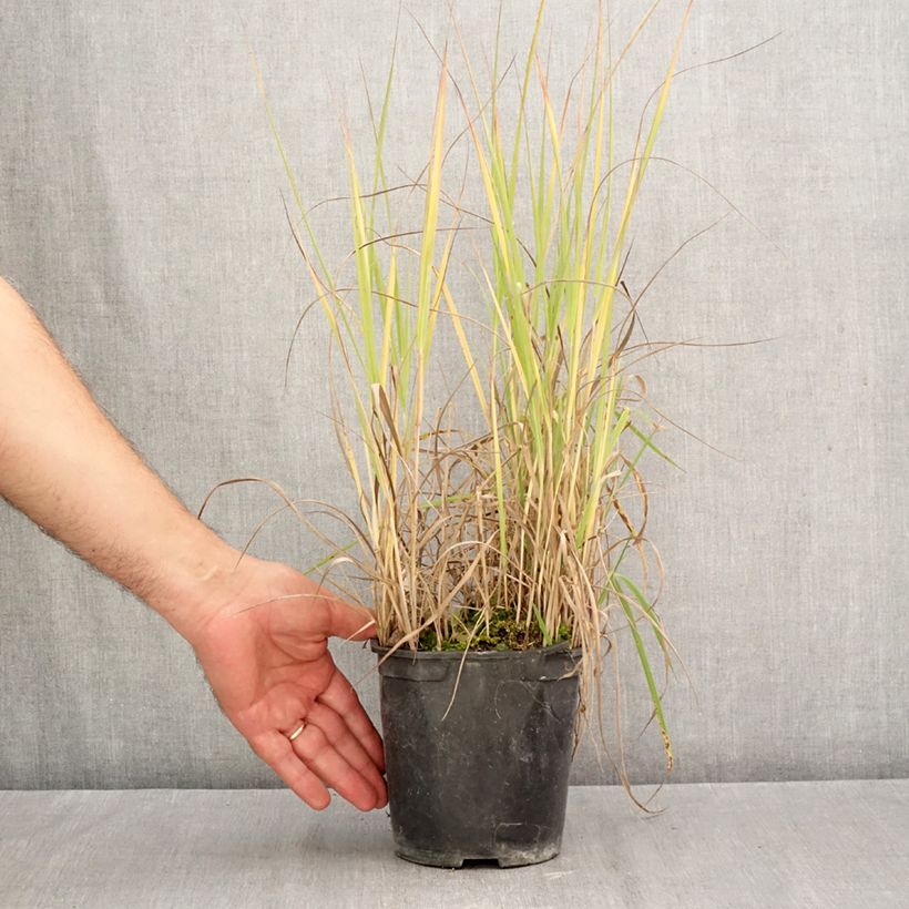 Spécimen de Panic érigé - Panicum virgatum Prairie Sky Pot de 2L/3L tel que livré en automne