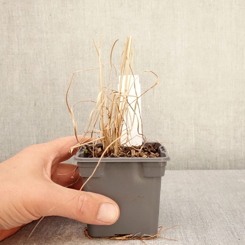 Spécimen de Panic érigé - Panicum virgatum Purple Tears Godet de 8/9 cm tel que livré au printemps