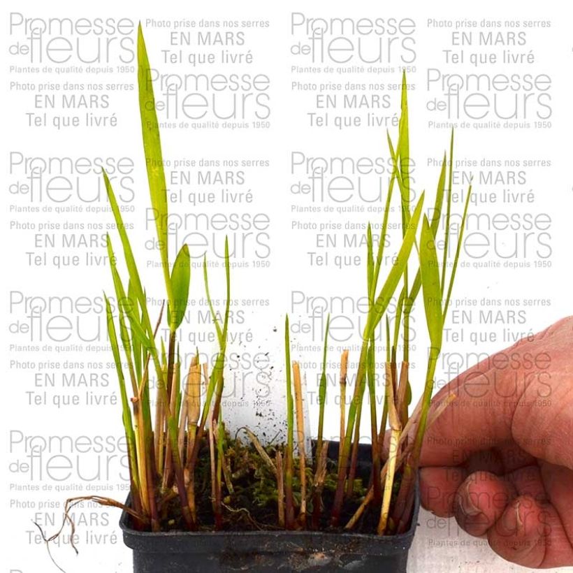 Spécimen de Panic érigé, Panicum virgatum Rotstrahlbusch Pot de 1L/1,5L tel que livré au printemps