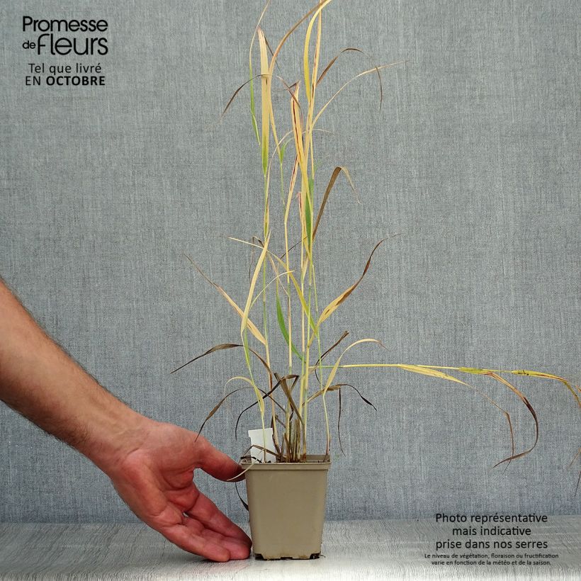 Spécimen de Panic érigé - Panicum virgatum Sangria Godet de 8/9 cm tel que livré en automne