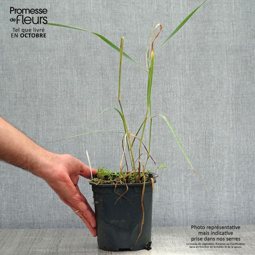 Spécimen de Panic érigé - Panicum virgatum Sangria Pot de 2L/3L tel que livré en automne