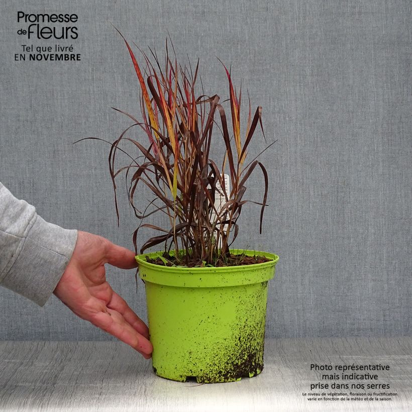 Spécimen de Panic érigé - Panicum virgatum Shenandoah Pot de 2L/3L tel que livré en automne
