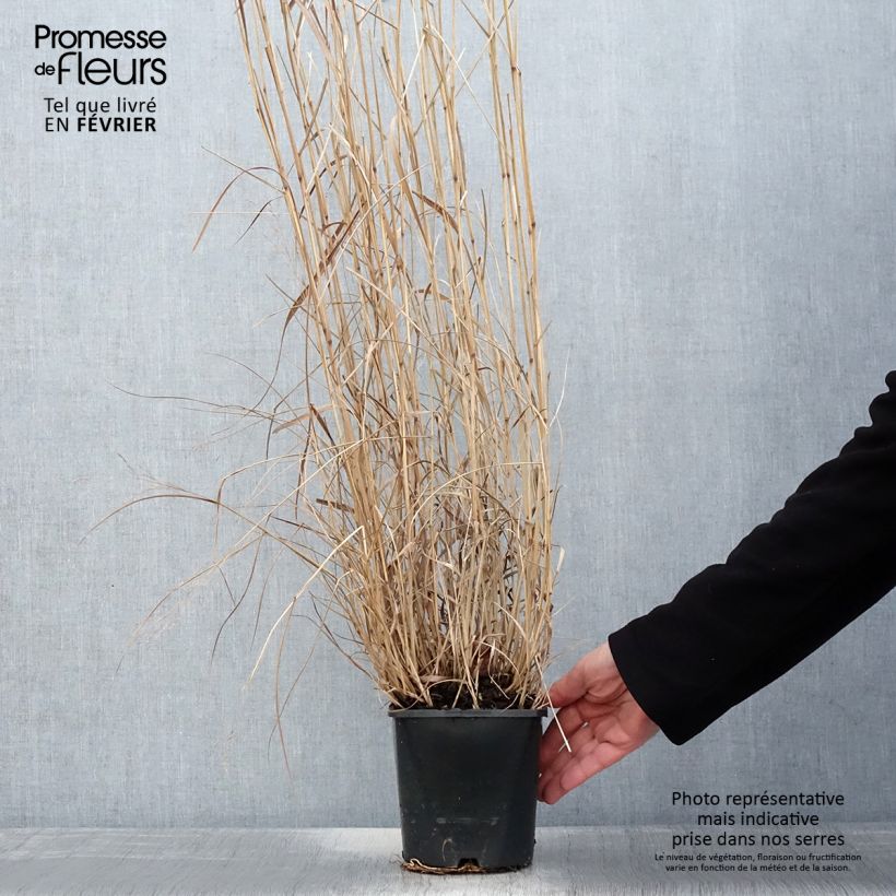 Spécimen de Panicum virgatum Squaw - Panic érigé  Pot de 2L/3L tel que livré en hiver