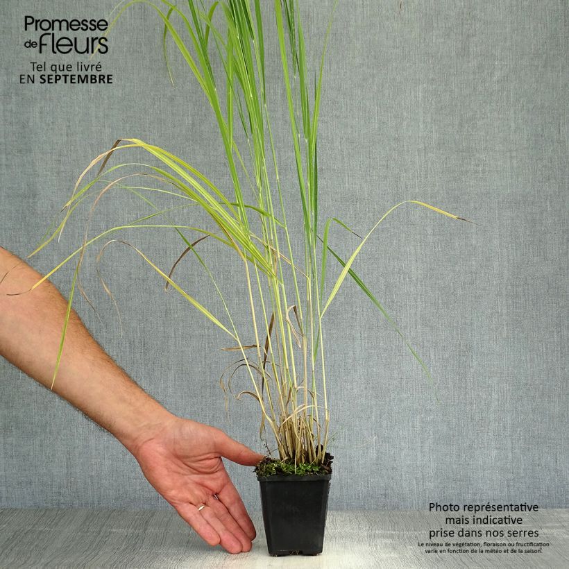 Spécimen de Panic érigé - Panicum virgatum Thundercloud  Godet de 8/9 cm tel que livré en automne