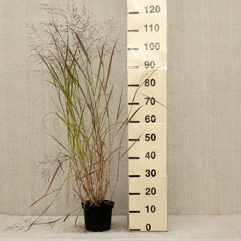 Spécimen de Panic érigé - Panicum virgatum Warrior Pot de 2L/3L tel que livré en automne
