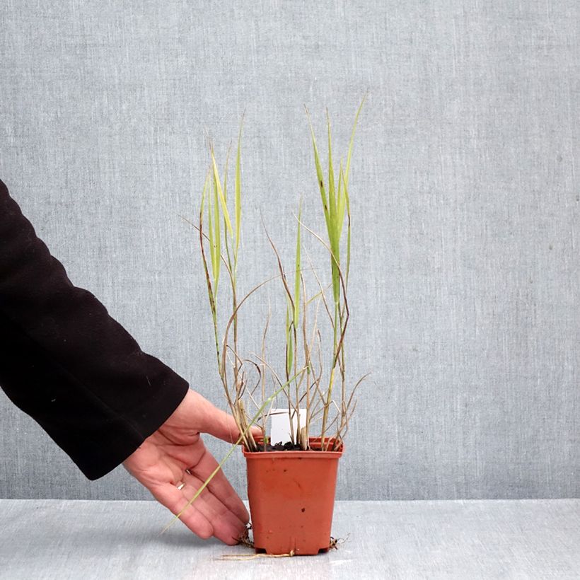 Spécimen de Panicum virgatum Purple Breeze Godet de 8/9 cm tel que livré en automne