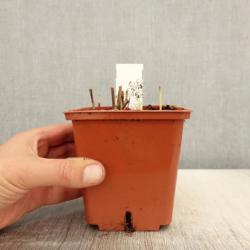 Spécimen de Panicum virgatum Purple Breeze Pot de 3L/4L tel que livré au printemps