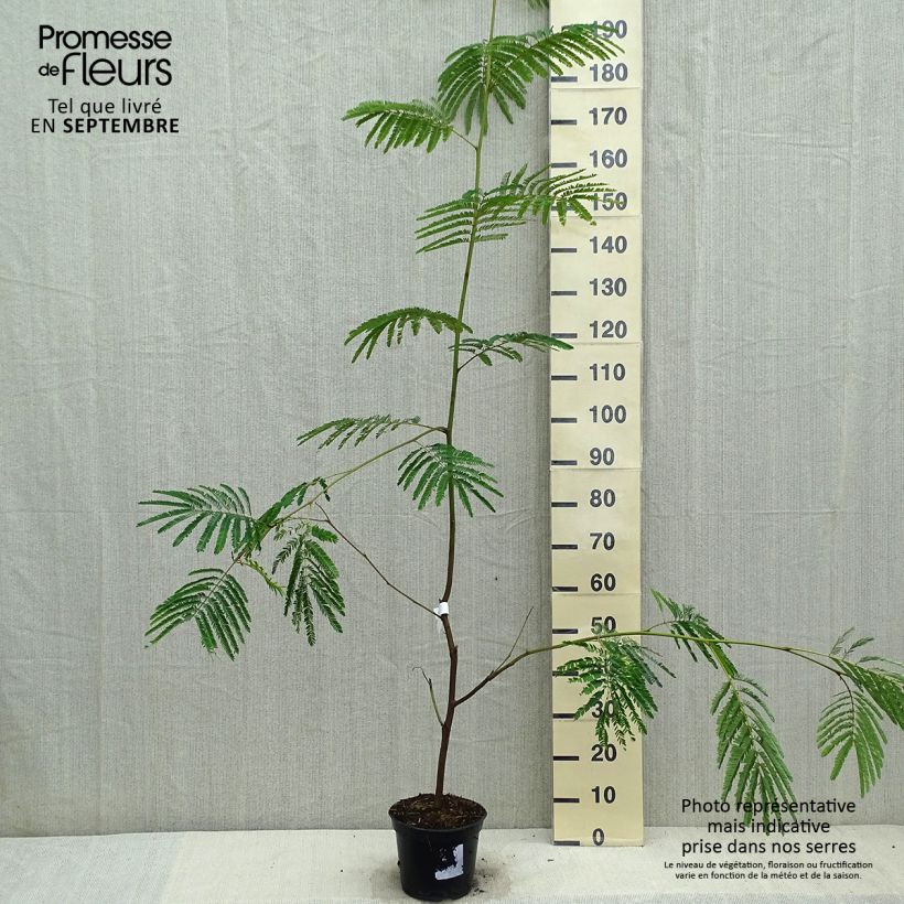 Spécimen de Paraserianthes lophantha - Acacia du Cap Pot de 4L/5L tel que livré en automne