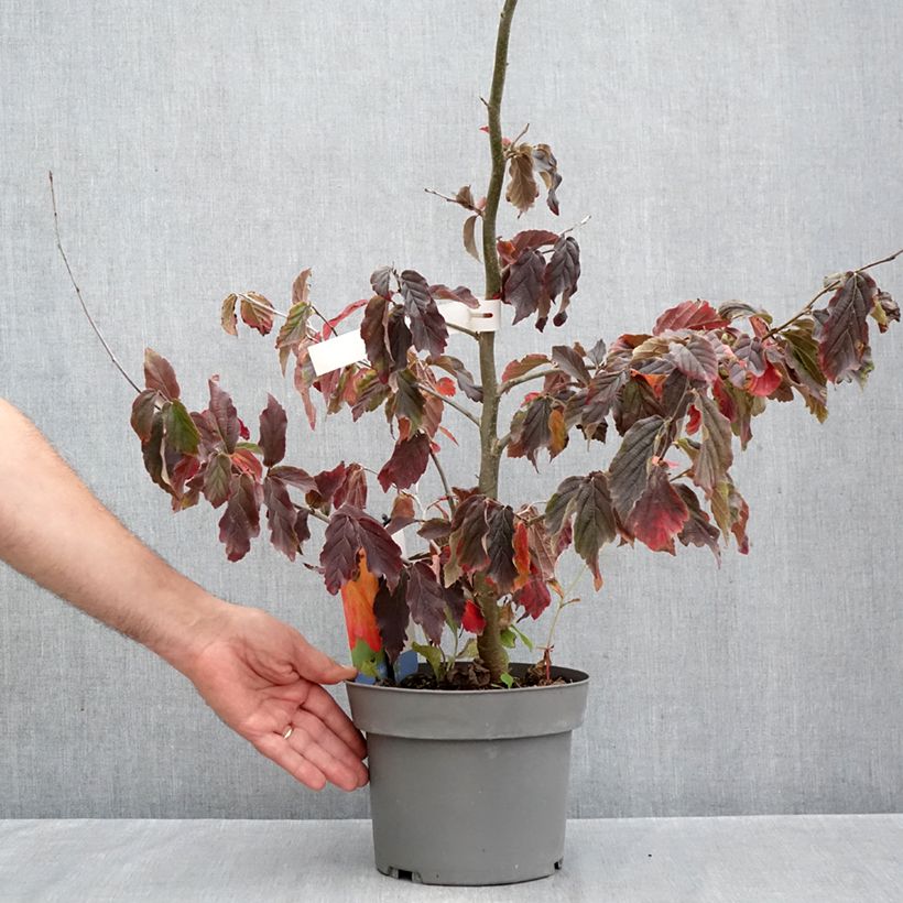 Spécimen de Parrotia persica Burgundy - Arbre de fer Pot de 4L/5L tel que livré en automne