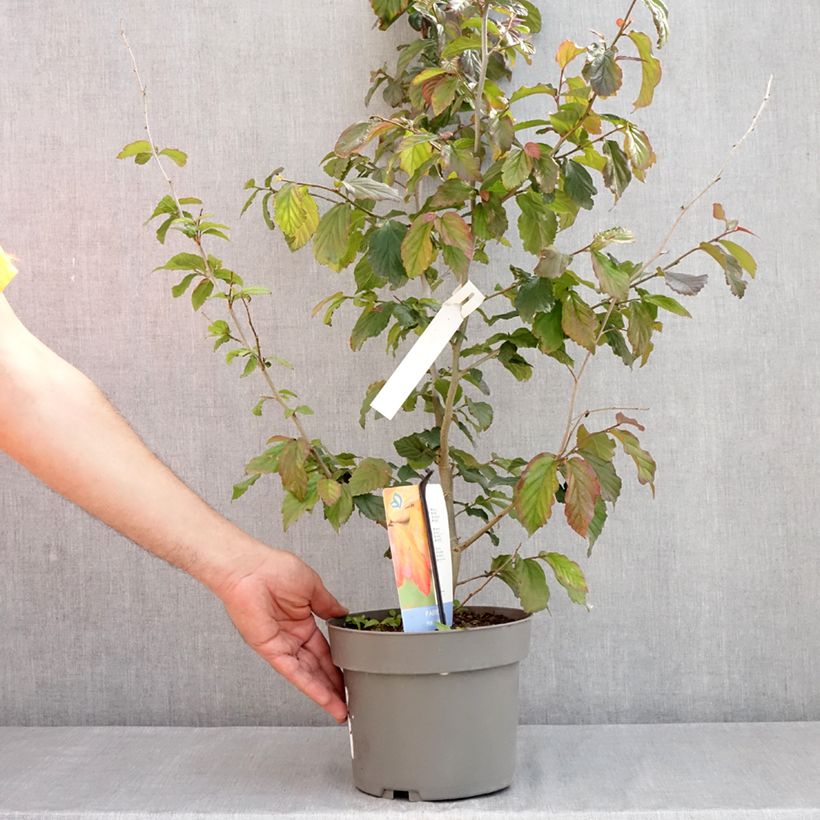 Spécimen de Parrotia persica Burgundy - Arbre de fer Pot de 4L/5L tel que livré au printemps