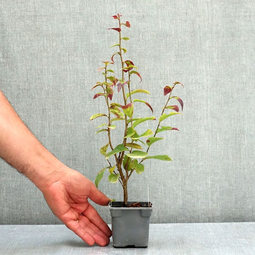 Spécimen de Parrotia persica Persian Spire - Arbre de fer Godet de 8/9 cm tel que livré en été