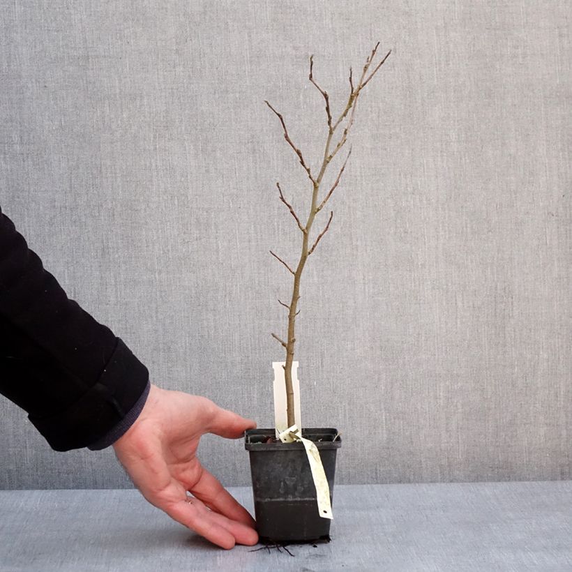 Spécimen de Parrotia persica Vanessa - Arbre de fer Godet de 8/9 cm tel que livré en hiver