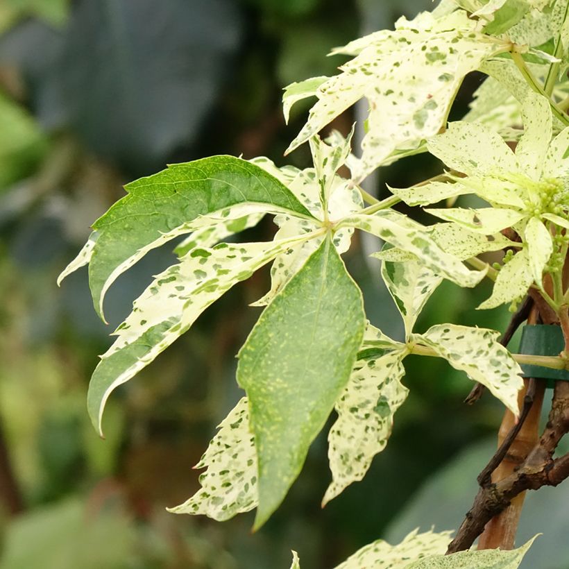 Parthenocissus quinquefolia Star Shower - Vigne vierge panachée (Feuillage)