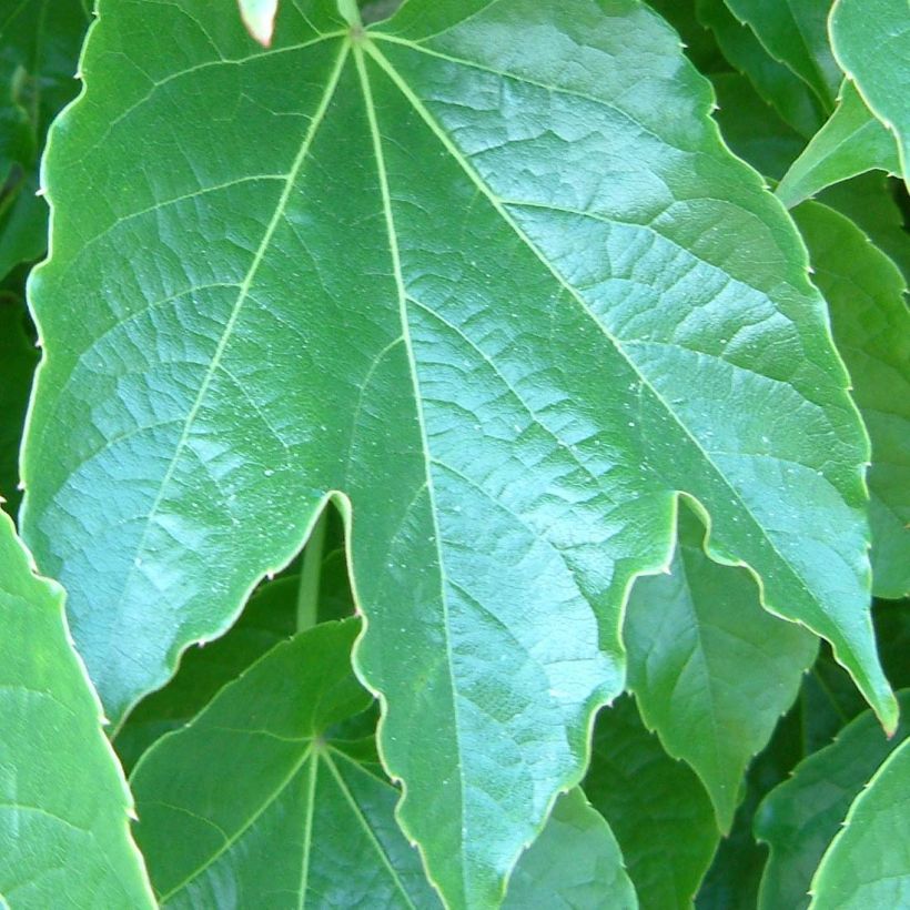 Vigne vierge japonaise - Parthenocissus tricuspidata Green Spring (Feuillage)
