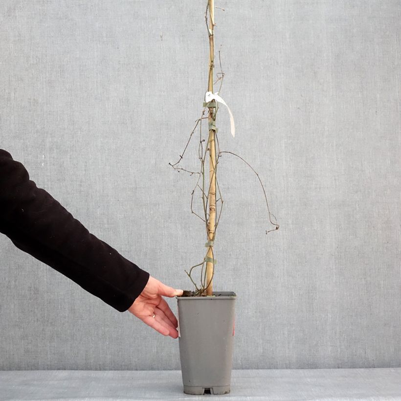 Spécimen de Passiflora citrina - Fleur de la passion Pot de 3L/4L tel que livré en hiver