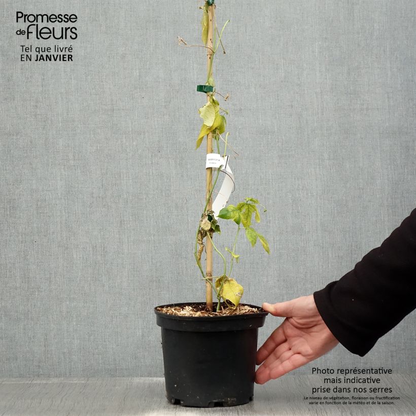 Spécimen de Passiflora incarnata - Passiflore officinale Pot de 2L/3L tel que livré en hiver