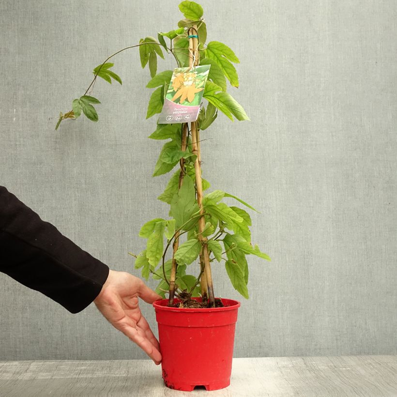 Spécimen de Passiflora vitifolia - Passiflore à feuilles de vigne Pot de 2L/3L tel que livré en automne