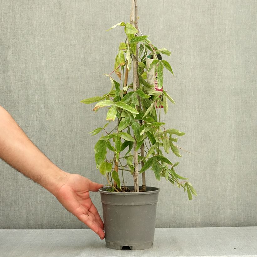 Spécimen de Passiflore Anastasia - Fleur de la Passion Pot de 2L/3L tel que livré en été