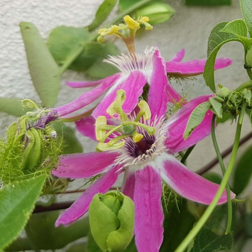 Passiflore Aurora - Fleur de la Passion (Floraison)