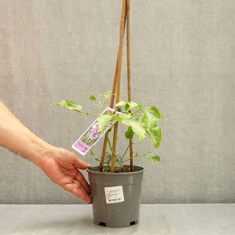 Spécimen de Passiflore Byron Beauty - Fleur de la Passion Pot de 2L/3L tel que livré en été