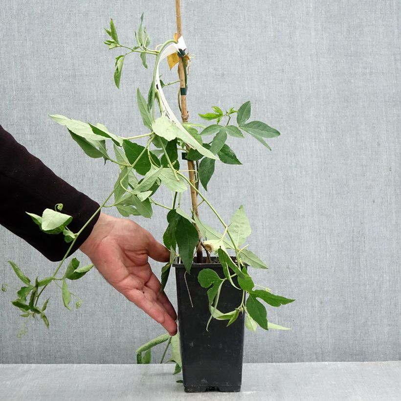 Spécimen de Passiflore Fata Confetto - Passiflora x incarnata Pot de 1,5L/2L tel que livré en automne