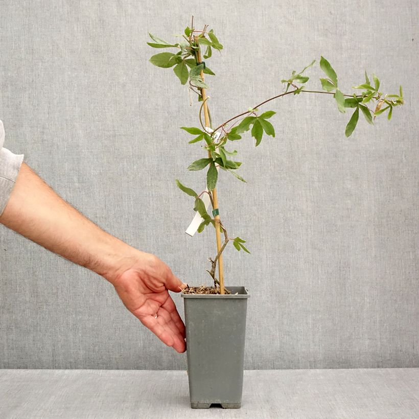 Spécimen de Passiflore, Fleur de la passion - Passiflora caerulea Clear Sky Pot de 1,5L/2L tel que livré en été