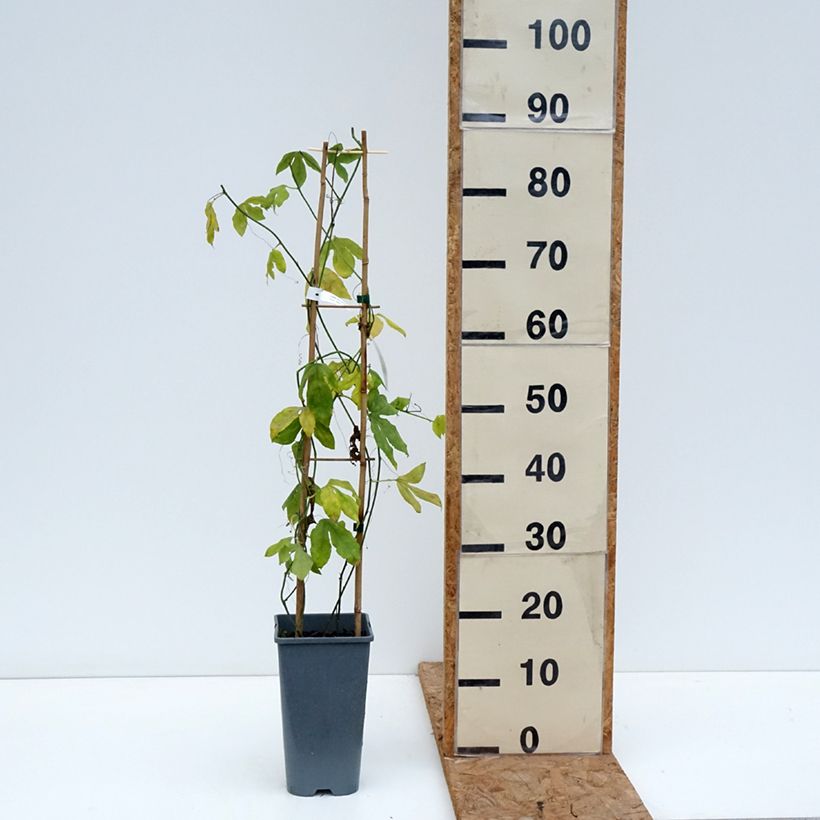 Spécimen de Passiflore Incense - Fleur de la Passion Pot de 2L/3L tel que livré en automne