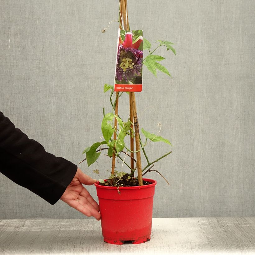 Spécimen de Passiflore Marijke - Fleur de la Passion Pot de 2L/3L tel que livré en automne