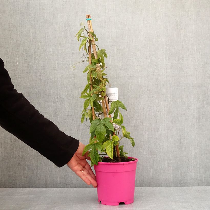 Spécimen de Passiflore Michael - Fleur de la Passion Pot de 2L/3L tel que livré en hiver