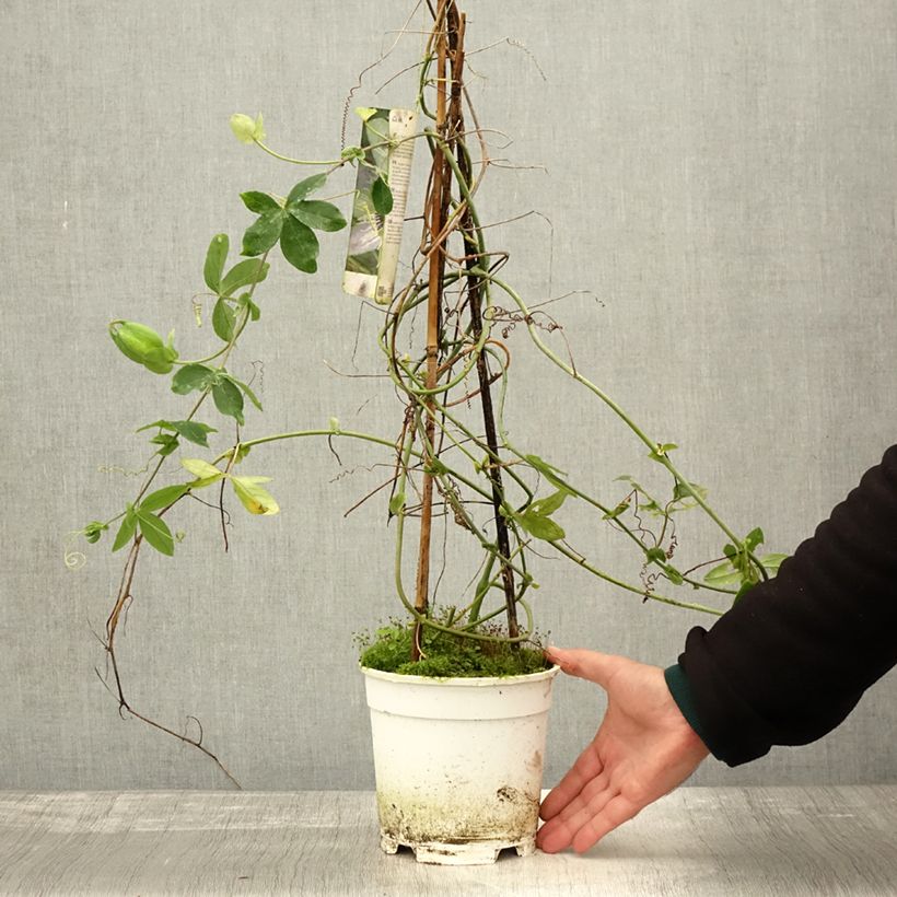 Spécimen de Passiflore Panda - Fleur de la Passion Pot de 2L/3L tel que livré en automne