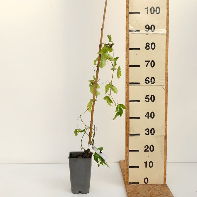 Spécimen de Passiflore - Passiflora Impératrice Eugénie Pot de 3L/4L tel que livré en automne